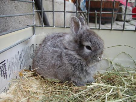il  est  pas  beau  ce  lapin